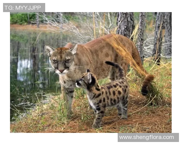 美洲狮与墨西哥美洲的生态对抗与生存智慧探讨